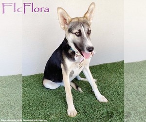 Siberian Husky-Unknown Mix Dogs for adoption in San Diego, CA, USA