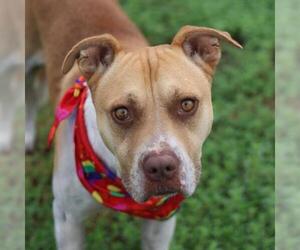 American Staffordshire Terrier-Unknown Mix Dogs for adoption in San Antonio, TX, USA