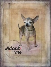 Chihuahua Dogs for adoption in Belton, MO, USA