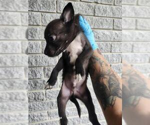 American Staffordshire Terrier-Unknown Mix Dogs for adoption in San Antonio, TX, USA