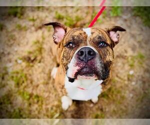 American Bulldog-Unknown Mix Dogs for adoption in Orlando, FL, USA