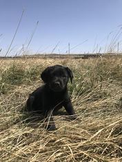 Labrador Retriever Dogs for adoption in Littleton, CO, USA