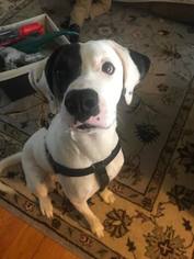 Small Great Dane-Pointer Mix