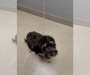 Miniature Schnauzer-Unknown Mix Dogs for adoption in Las Vegas, NV, USA