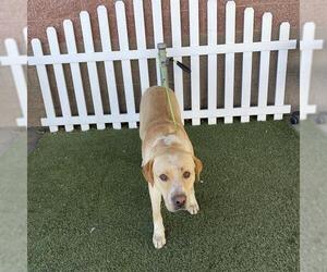 Labrador Retriever Dogs for adoption in Modesto, CA, USA