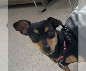 Chiweenie Dogs for adoption in Canton, CT, USA