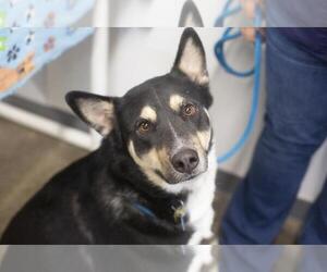 German Shepherd Dog-Unknown Mix Dogs for adoption in Mountain Home, AR, USA