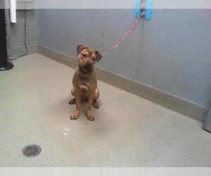 American Pit Bull Terrier-Unknown Mix Dogs for adoption in Las Vegas, NV, USA