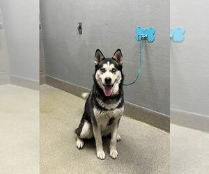 Siberian Husky-Unknown Mix Dogs for adoption in Las Vegas, NV, USA