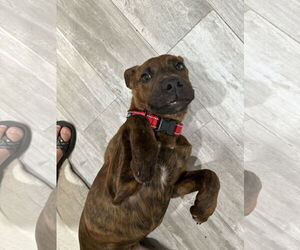 Mutt Dogs for adoption in New Orleans, LA, USA