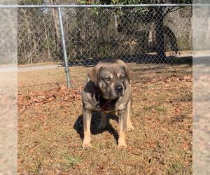 American Pit Bull Terrier-Unknown Mix Dogs for adoption in Huger, SC, USA