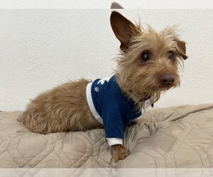 Norfolk Terrier Dogs for adoption in Pasadena, CA, USA