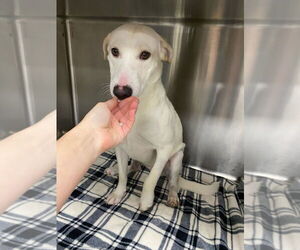 Labrador Retriever-Unknown Mix Dogs for adoption in Brewster, NY, USA