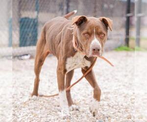 American Pit Bull Terrier-Unknown Mix Dogs for adoption in Waco, TX, USA