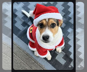 Labrador Retriever-Unknown Mix Dogs for adoption in Garner, NC, USA