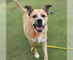 Mutt Dogs for adoption in Las Vegas, NV, USA