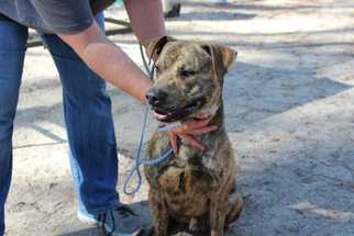 Plott Hound Dogs for adoption in Elmsford, NY, USA