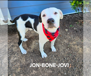 American Bulldog-Unknown Mix Dogs for adoption in Maryville, TN, USA