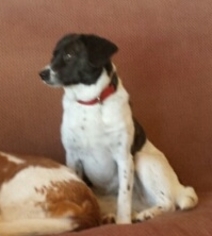 Rat Terrier Dogs for adoption in Conroe, TX, USA