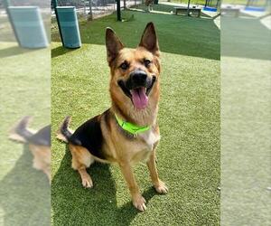 German Shepherd Dog-Unknown Mix Dogs for adoption in Pasadena, TX, USA