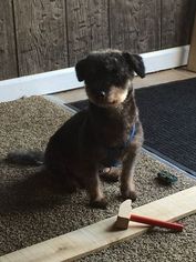 Medium Photo #1 Pinny-Poo Puppy For Sale in Nicholasville, KY, USA