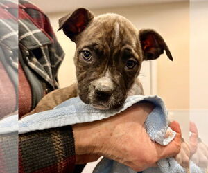 Mutt Dogs for adoption in Clarkston, MI, USA