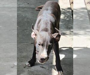 Labrador Retriever-Unknown Mix Dogs for adoption in San Antonio, TX, USA