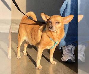 Chi-Corgi Dogs for adoption in Las Vegas, NV, USA