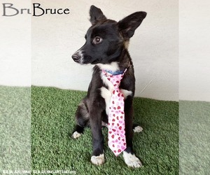 Border Collie-Finnish Spitz Mix Dogs for adoption in San Diego, CA, USA