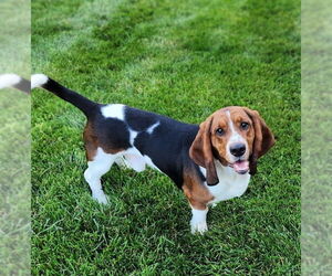 Basset Hound Dogs for adoption in Brookville, OH, USA