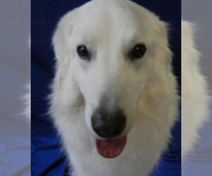 Great Pyrenees-Maremma Sheepdog Mix Dogs for adoption in Granite Bay, CA, USA
