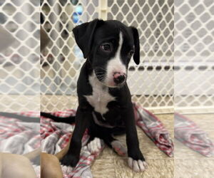 Boxer-Unknown Mix Dogs for adoption in The Woodlands, TX, USA