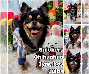 Chihuahua Dogs for adoption in Seattle, WA, USA