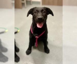 Labrador Retriever Dogs for adoption in Baytown, TX, USA