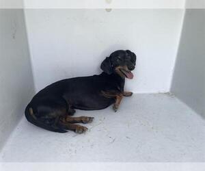 Dachshund Dogs for adoption in Houston, TX, USA