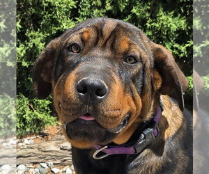 Rottweiler-Unknown Mix Dogs for adoption in Albuquerque, NM, USA
