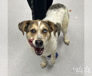 Australian Shepherd-Unknown Mix Dogs for adoption in Washington, DC, USA