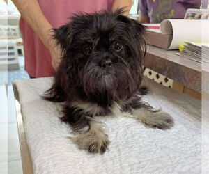 Pekingese-Unknown Mix Dogs for adoption in Benton, LA, USA