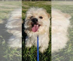 Maltipom Dogs for adoption in Pacolet, SC, USA