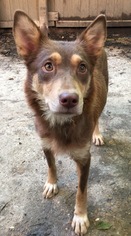 Australian Kelpie-Unknown Mix Dogs for adoption in Memphis, TN, USA
