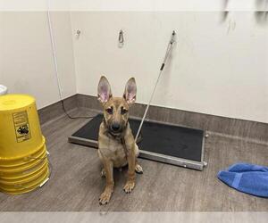German Shepherd Dog Dogs for adoption in Pasadena, CA, USA
