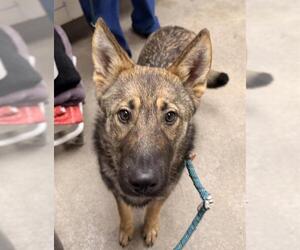 German Shepherd Dog Dogs for adoption in HESPERIA, CA, USA