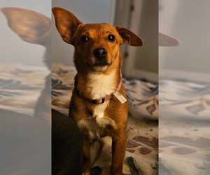 Dachshund-Unknown Mix Dogs for adoption in Aurora, CO, USA