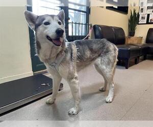Siberian Husky Dogs for adoption in Pasadena, CA, USA