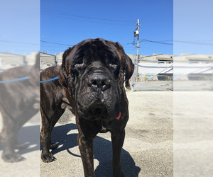 Mastiff Dogs for adoption in San Francisco, CA, USA
