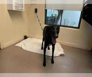 Border Collie-Weimaraner Mix Dogs for adoption in Pasadena, CA, USA