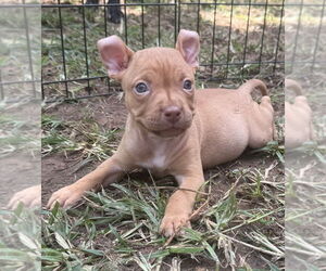 Bullboxer Pit Dogs for adoption in OKLAHOMA CITY, OK, USA