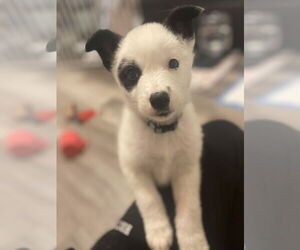 Huskies -Labrador Retriever Mix Dogs for adoption in Princeton, MN, USA