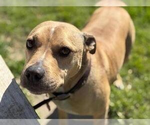 American Pit Bull Terrier-Unknown Mix Dogs for adoption in Tulsa, OK, USA