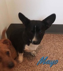 Chi-Corgi Dogs for adoption in Harrisville, WV, USA